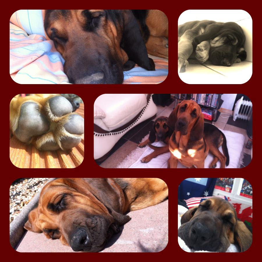 Rogowski dogs